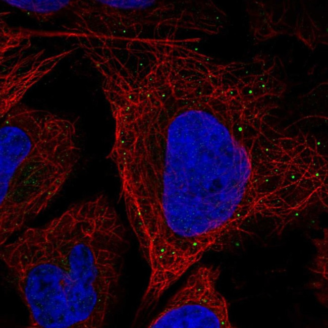 SLITRK5 Antibody in Immunocytochemistry (ICC/IF)