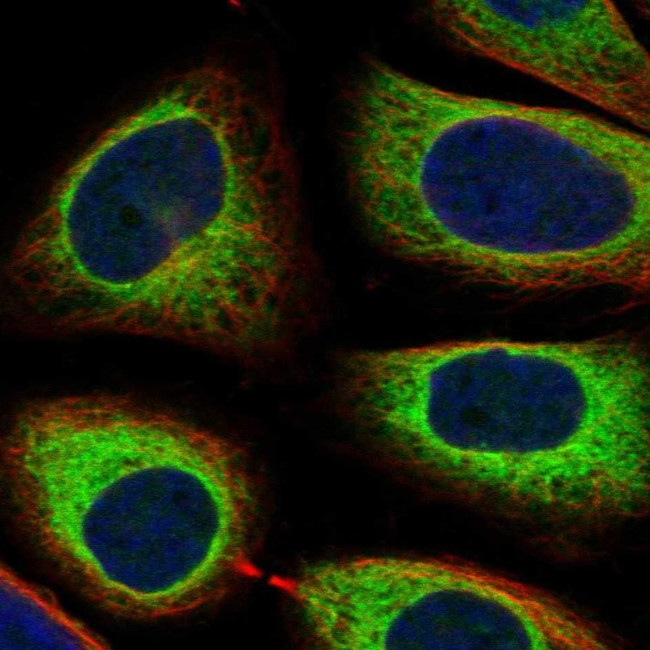 RAP Antibody in Immunocytochemistry (ICC/IF)