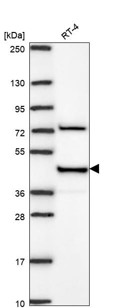 RAP Antibody in Western Blot (WB)