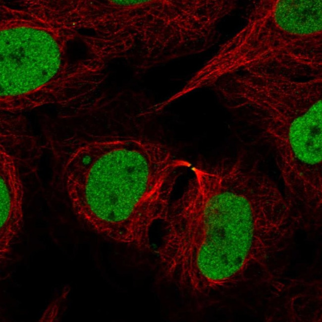 RAD21 Antibody in Immunocytochemistry (ICC/IF)