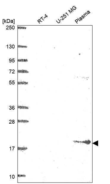 BST-2 Antibody in Western Blot (WB)