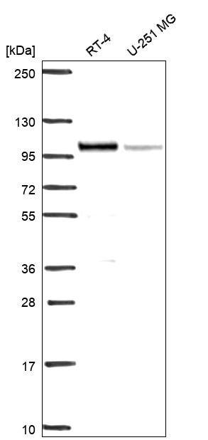 IFI16 Antibody in Western Blot (WB)