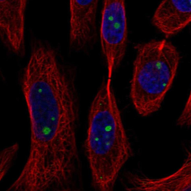 AXIN1 Antibody in Immunocytochemistry (ICC/IF)