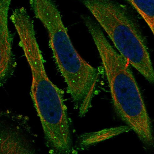 PACS1 Antibody in Immunocytochemistry (ICC/IF)