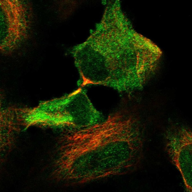 GPX2 Antibody in Immunocytochemistry (ICC/IF)