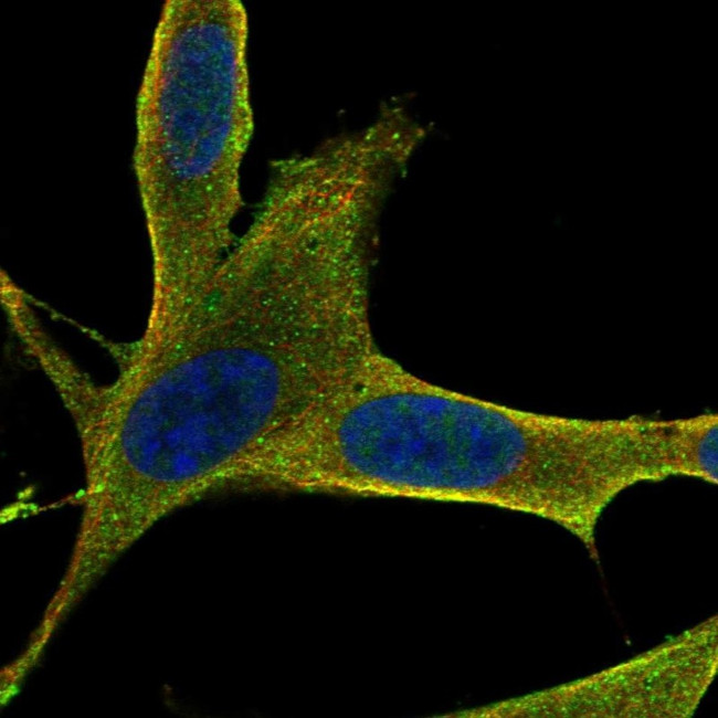 RAMP3 Antibody in Immunocytochemistry (ICC/IF)