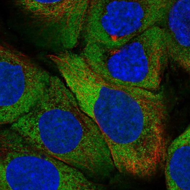 ZNF385A Antibody in Immunocytochemistry (ICC/IF)