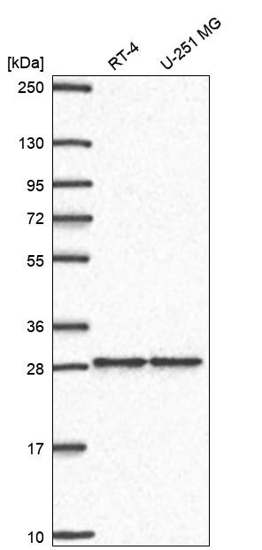 ZNF385A Antibody in Western Blot (WB)