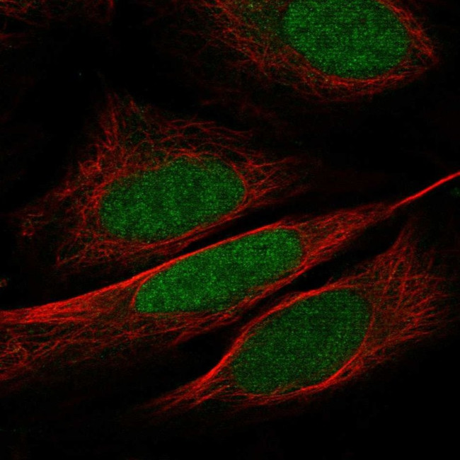 WDR5 Antibody in Immunocytochemistry (ICC/IF)