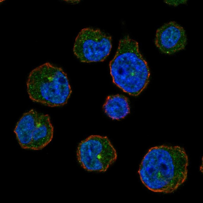 CENPJ Antibody in Immunocytochemistry (ICC/IF)