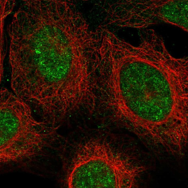 ZUFSP Antibody in Immunocytochemistry (ICC/IF)