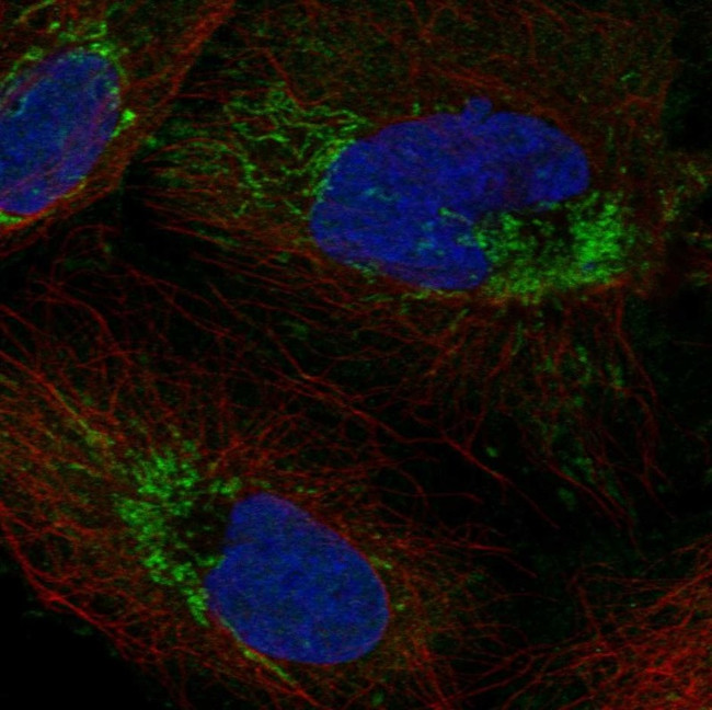 ICT1 Antibody in Immunocytochemistry (ICC/IF)