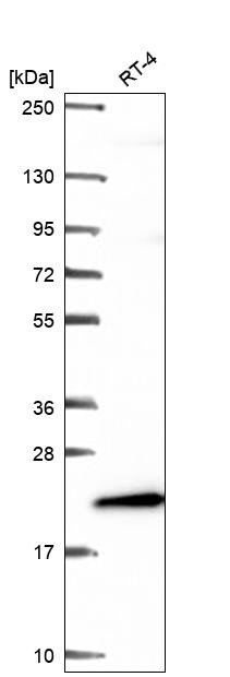 ICT1 Antibody in Western Blot (WB)