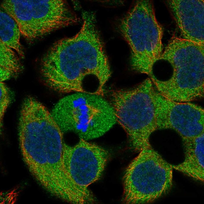 THAP12 Antibody in Immunocytochemistry (ICC/IF)