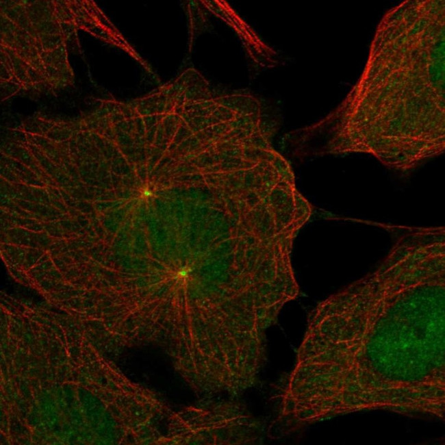 DNAJC28 Antibody in Immunocytochemistry (ICC/IF)