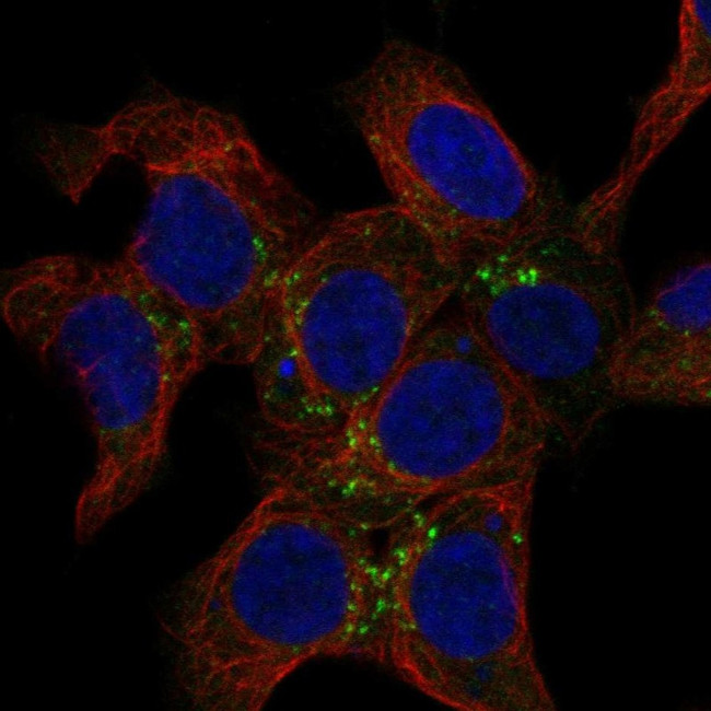 SNX2 Antibody in Immunocytochemistry (ICC/IF)