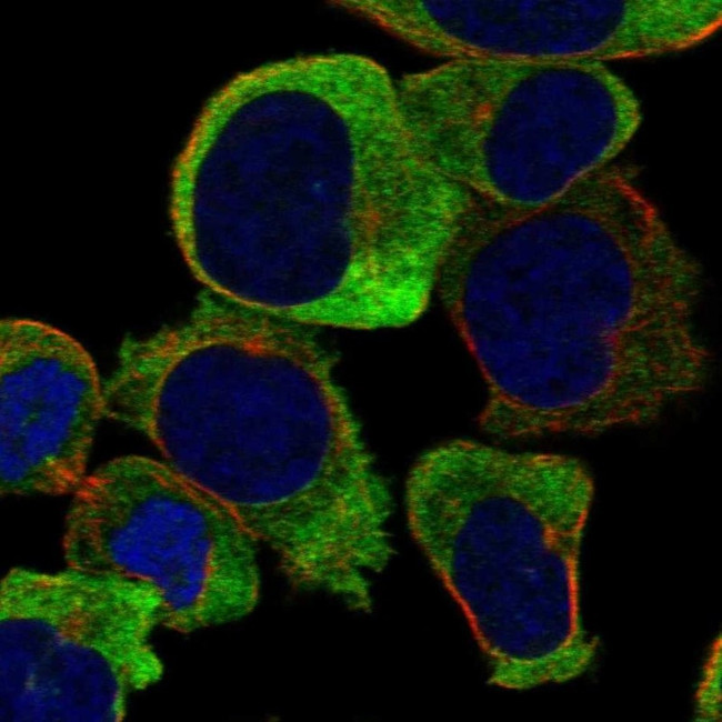 GUCY1B3 Antibody in Immunocytochemistry (ICC/IF)