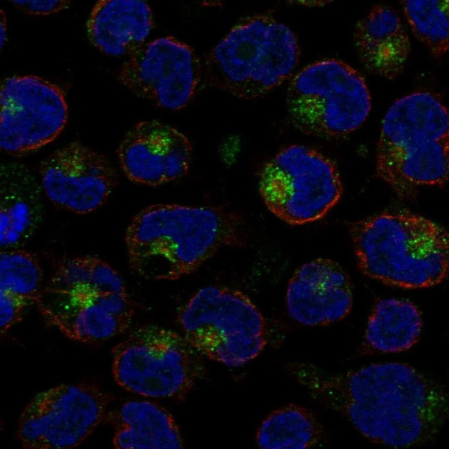 IL-26 Antibody in Immunocytochemistry (ICC/IF)