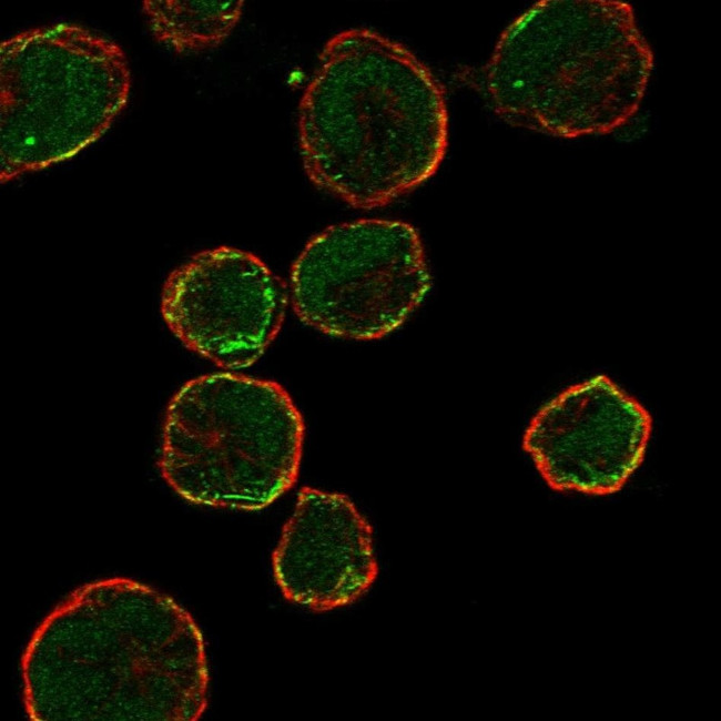 OR13C9 Antibody in Immunocytochemistry (ICC/IF)