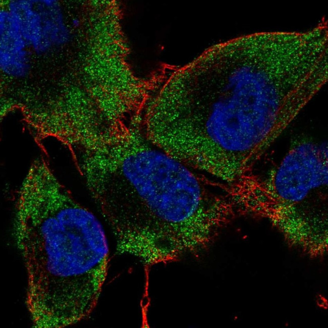 RAB24 Antibody in Immunocytochemistry (ICC/IF)