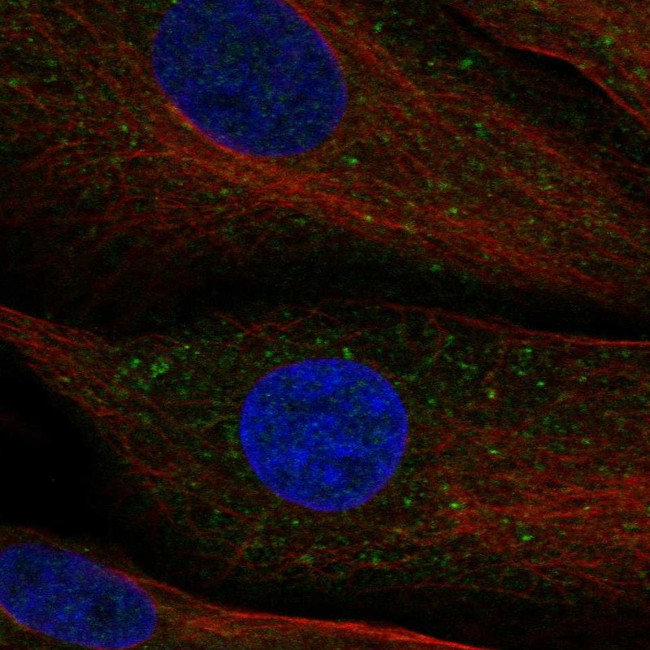 DIP13B Antibody in Immunocytochemistry (ICC/IF)