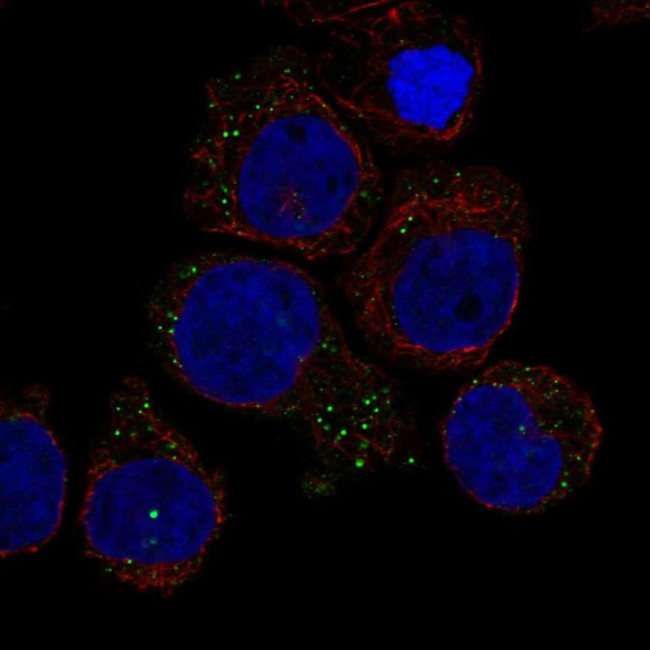 RAB44 Antibody in Immunocytochemistry (ICC/IF)