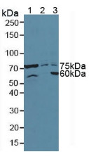 ATF6 Antibody in Western Blot (WB)