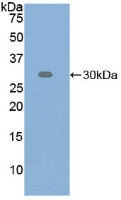 ATF6 Antibody in Western Blot (WB)