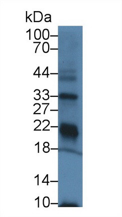 GPX3 Antibody in Western Blot (WB)