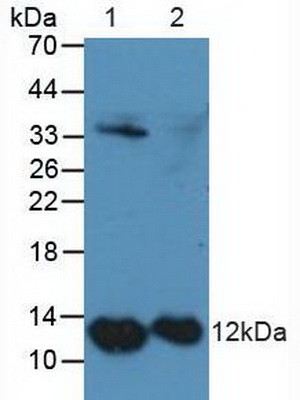 S100A4 Antibody in Western Blot (WB)