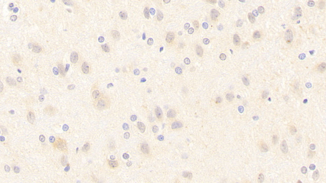nNOS Antibody in Immunohistochemistry (Paraffin) (IHC (P))