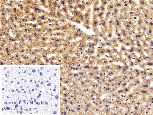 Apolipoprotein C1 Antibody in Immunohistochemistry (Paraffin) (IHC (P))