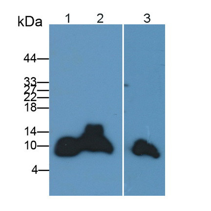 Apolipoprotein C1 Antibody in Western Blot (WB)