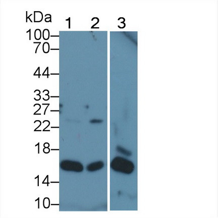 Histone H2A.X Antibody in Western Blot (WB)