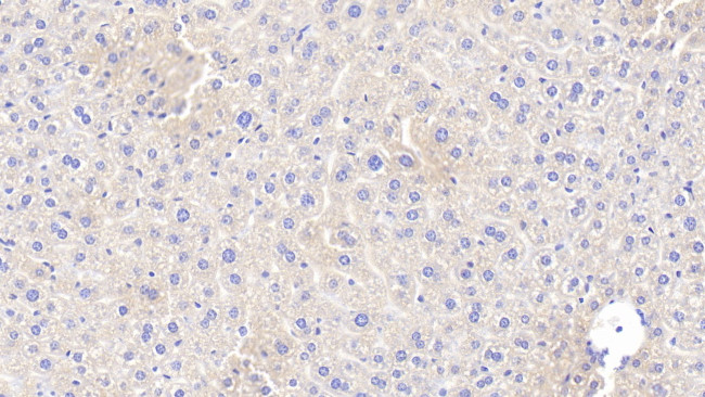 Apolipoprotein A5 Antibody in Immunohistochemistry (Paraffin) (IHC (P))