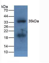 Apolipoprotein A5 Antibody in Western Blot (WB)