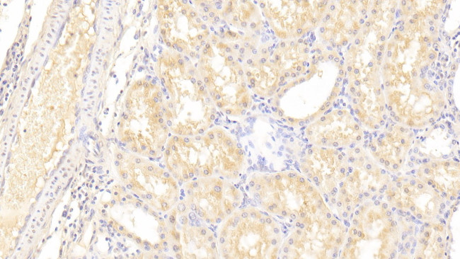 LOXL3 Antibody in Immunohistochemistry (Paraffin) (IHC (P))