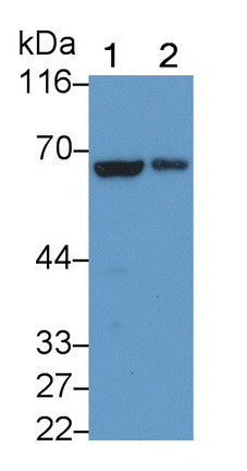 LOXL3 Antibody in Western Blot (WB)