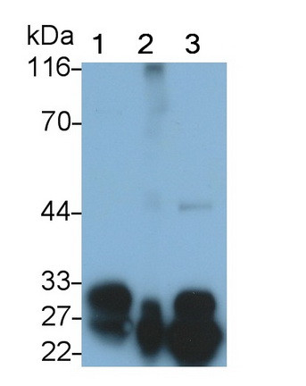 Trypsin Antibody in Western Blot (WB)