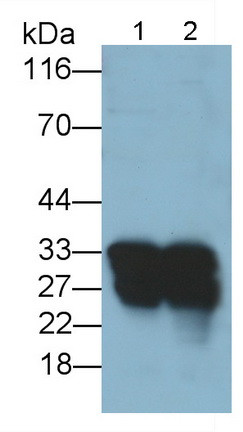 Trypsin Antibody in Western Blot (WB)