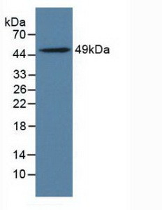 LILRB4 Antibody in Western Blot (WB)