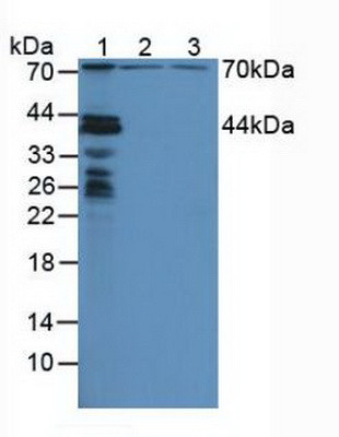 NUP88 Antibody in Western Blot (WB)