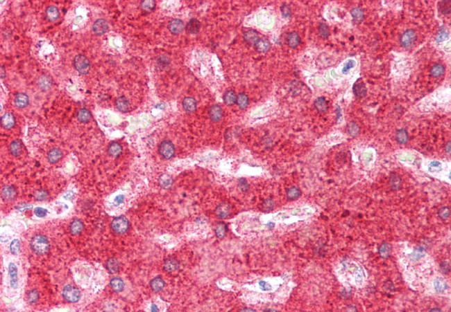 Complement C4 Antibody in Immunohistochemistry (Paraffin) (IHC (P))