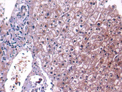 Complement C4 Antibody in Immunohistochemistry (Paraffin) (IHC (P))