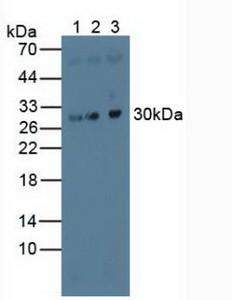 EB1 Antibody in Western Blot (WB)