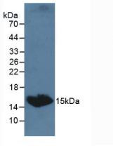 TSH beta Antibody in Western Blot (WB)