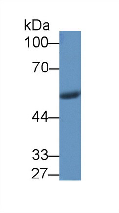 NAMPT Antibody in Western Blot (WB)