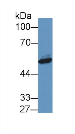 NAMPT Antibody in Western Blot (WB)