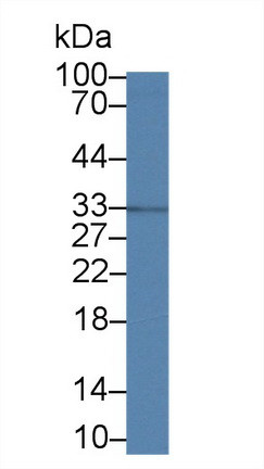 MPST Antibody in Western Blot (WB)