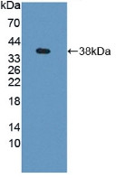 GBP4 Antibody in Western Blot (WB)